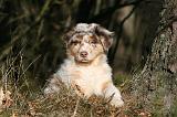 BERGER AUSTRALIEN PUPPIES 584
